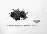 Cladonia stellata image